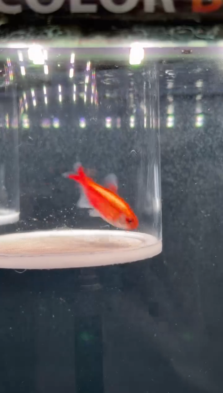 灯科鱼我****？【93】杂交魔鬼