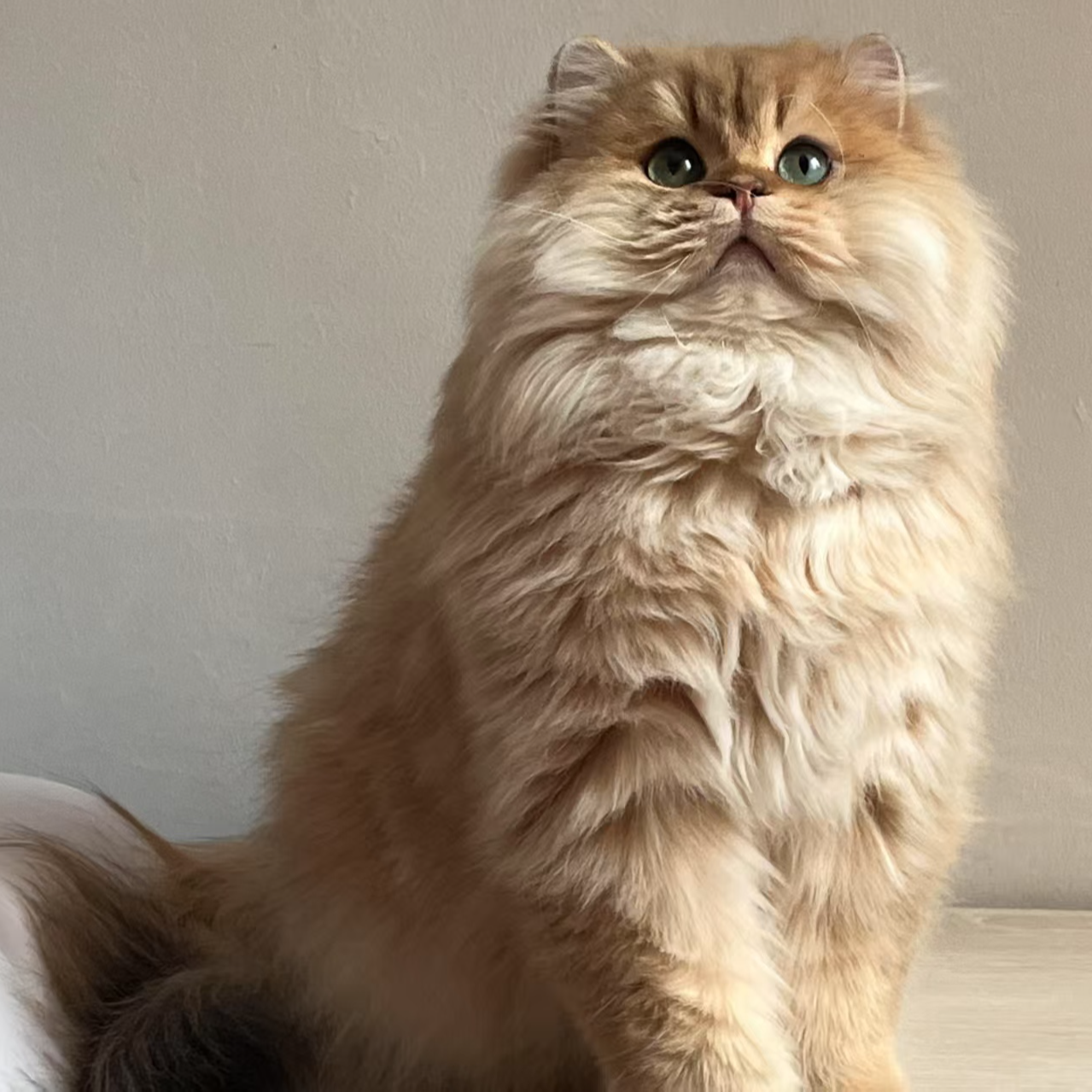 【芭Bi家的曼基康】拿破仑和稀有色渐层金渐层活体宠物猫猫