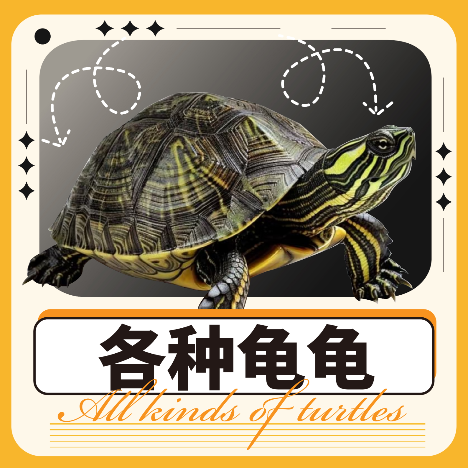 各种龟龟正规芯片标识平台认证正规合法养殖场，下单联系主播改价