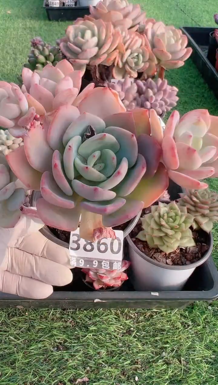 【闪购商品】信福多肉一物一拍