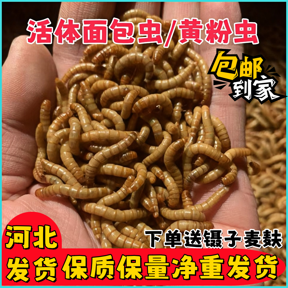 鲜活面包虫活饵黄粉虫蛋白虫角蛙雷龙鸟食守宫宠物食品鸣虫饲料鱼