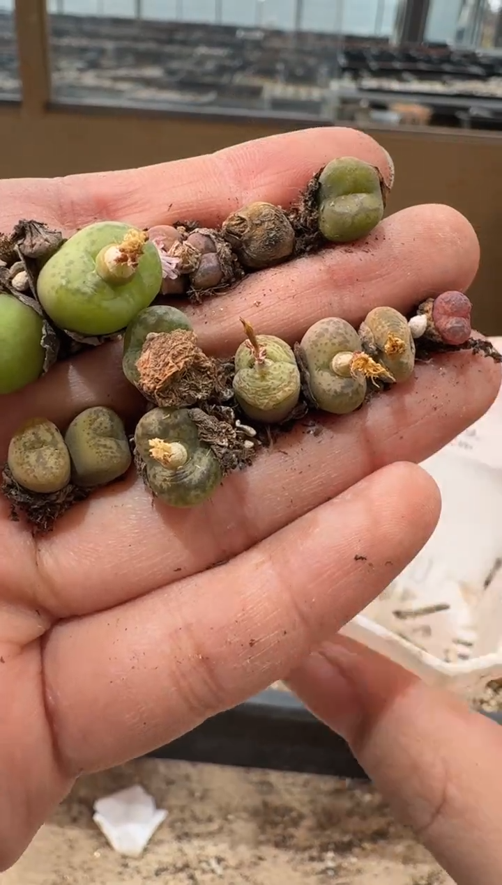 傻**蕊10-297多肉植物肉锥