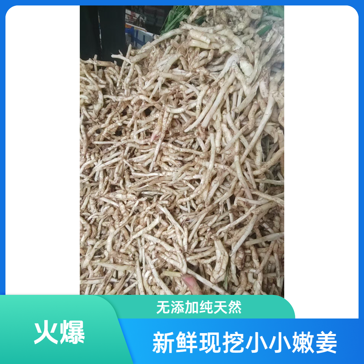 四川夏季竹节嫩姜碎小断姜【福利3斤起】新鲜嫩姜