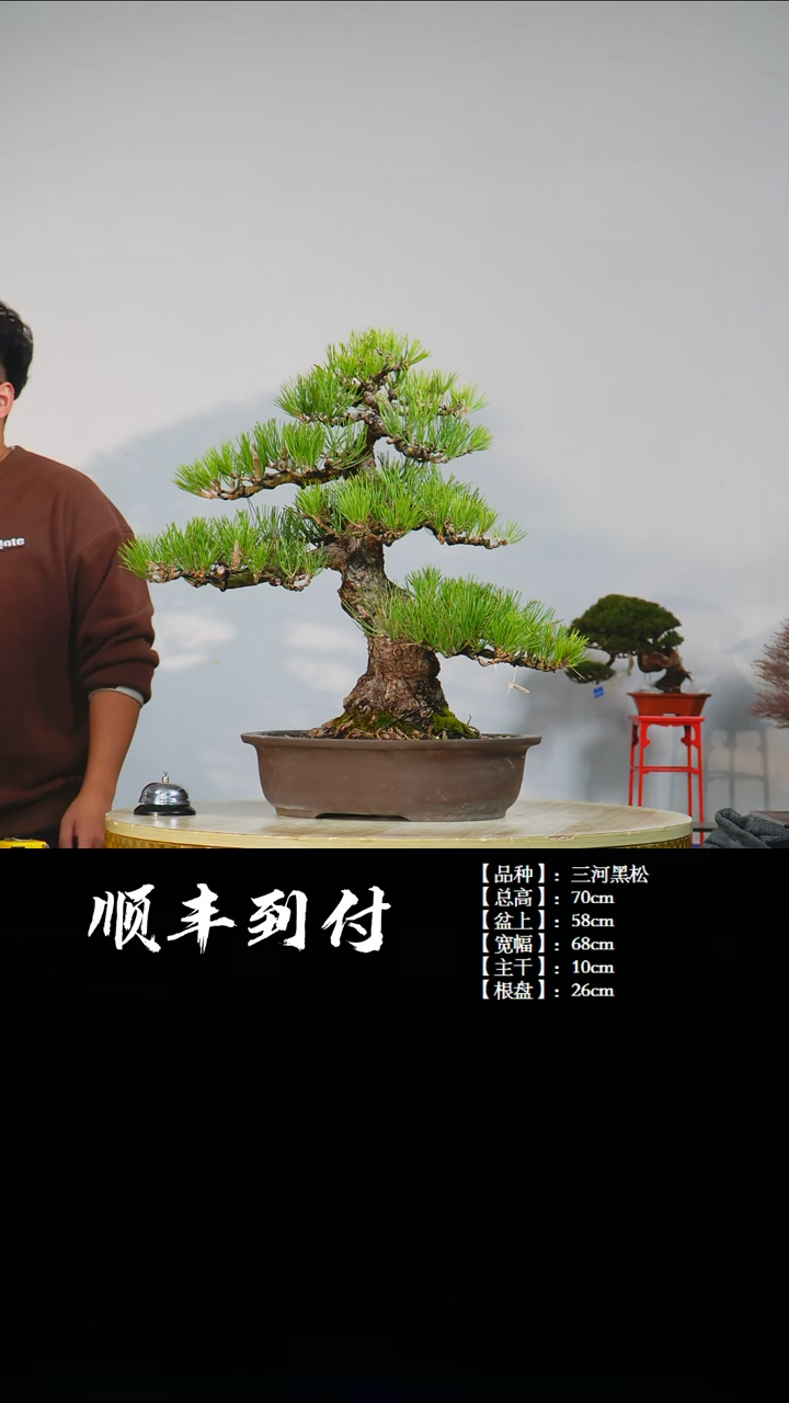 【闪购商品】·c557三河黑松bubaoyou