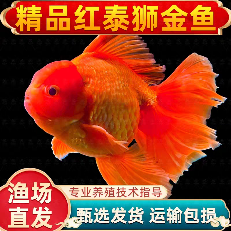 好养耐活冷水观赏金鱼丹顶红国粹金鱼鱼苗