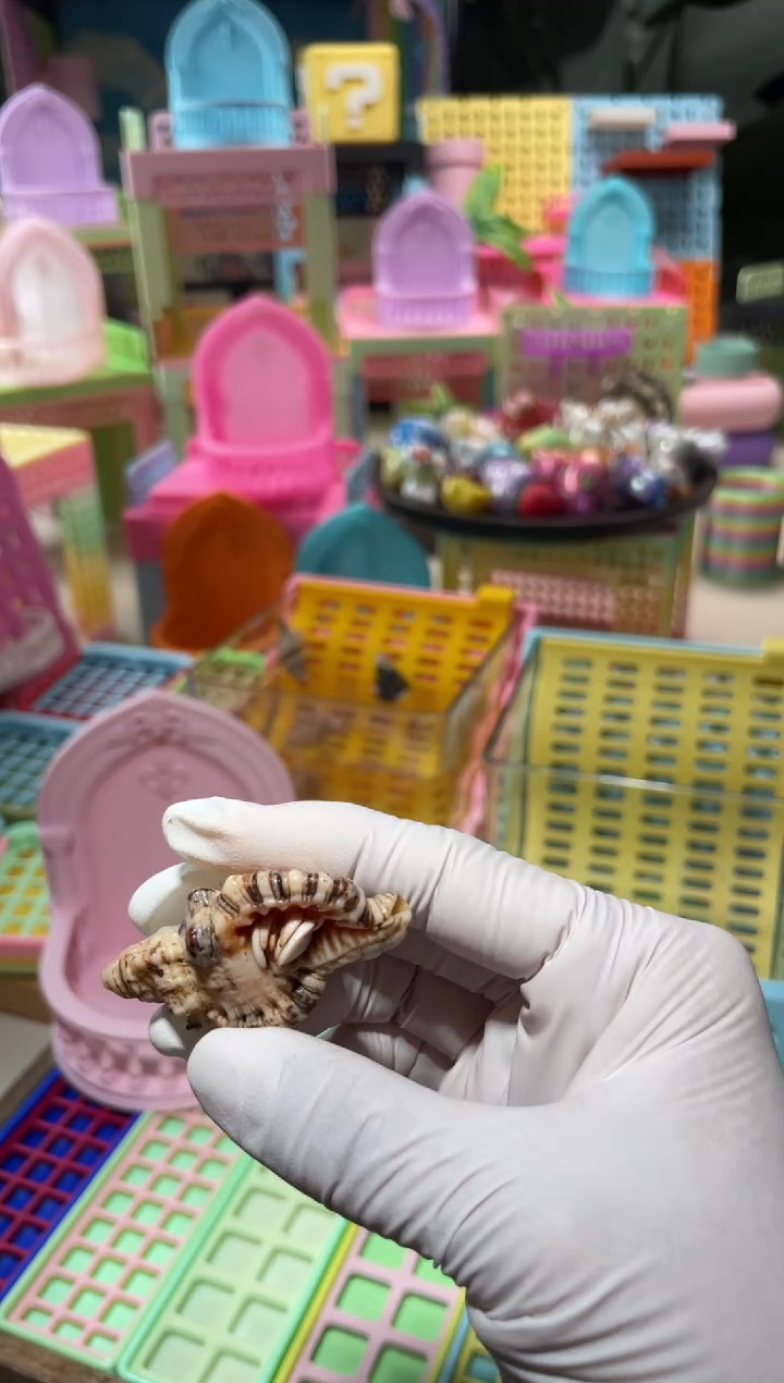 陌派有钳寄居蟹266