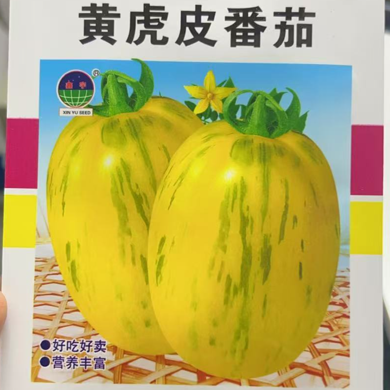 正宗黄虎皮柿子种籽