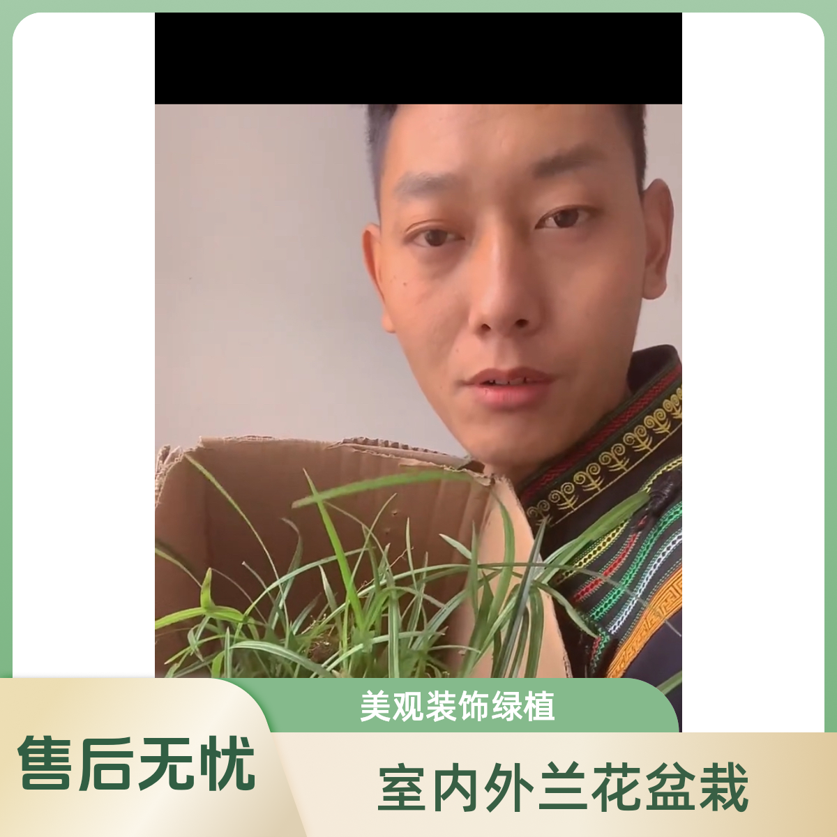 兰花盆栽室内外绿植装饰美化环境吊兰盆栽