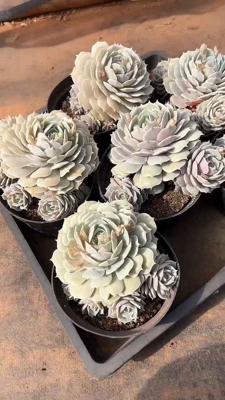 【闪购商品】露娜莲捧花多肉