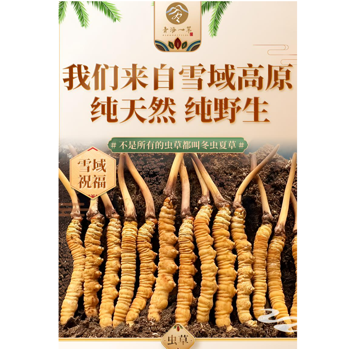 高海拔冬虫夏草 