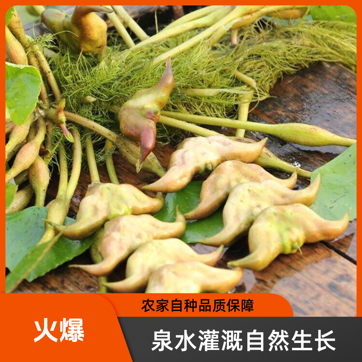 泉水灌溉 农家自种 老菱角，新鲜采摘，无污染，零添加，
