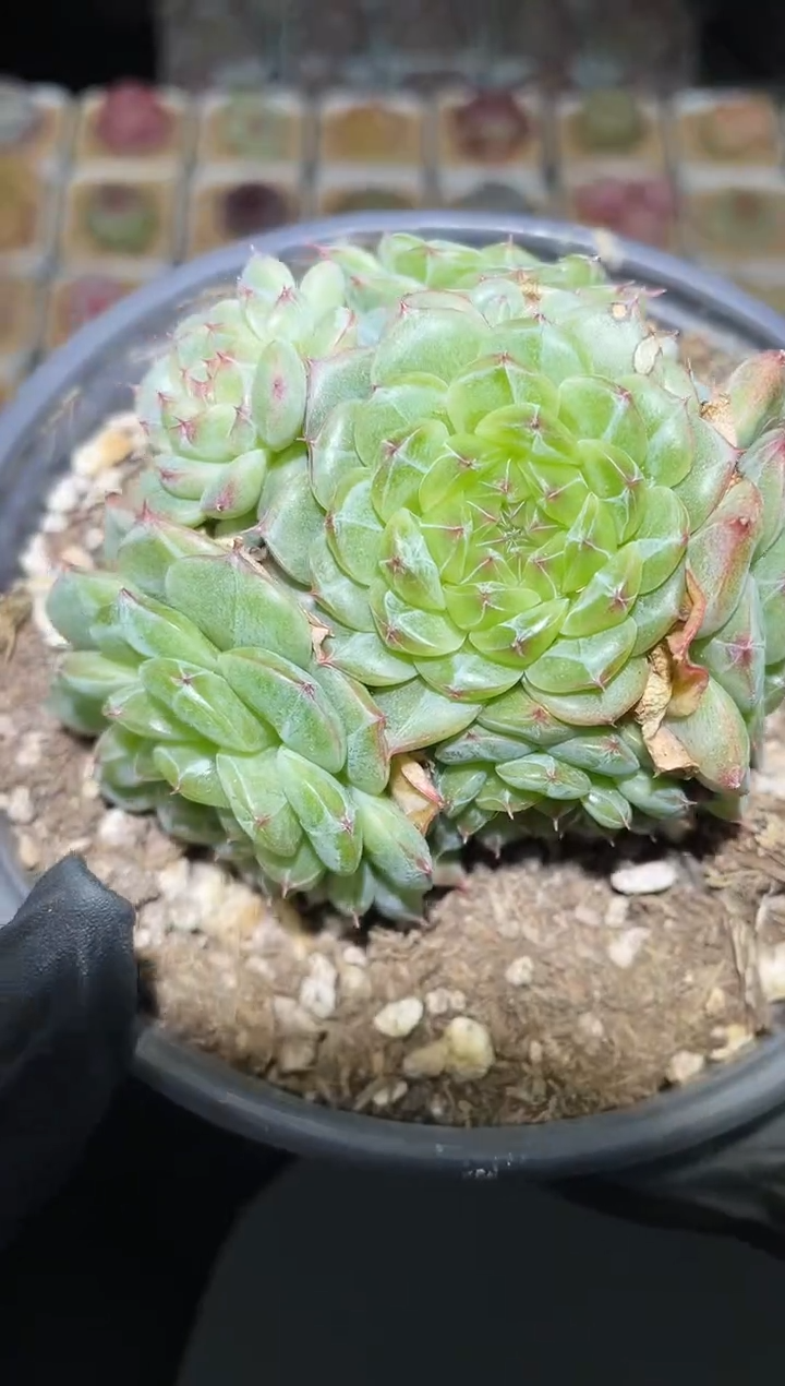 闪购2770 母本珍妮群多肉一颗 7-8厘米