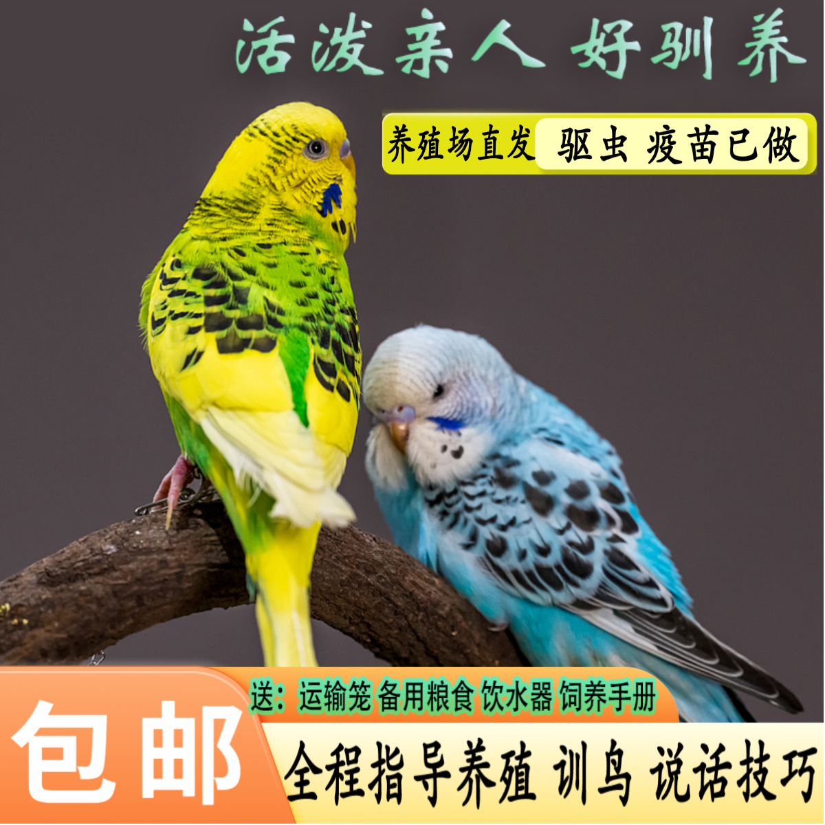 虎皮鹦鹉活鸟宠物鸟会说话亲人好喂养活宠物