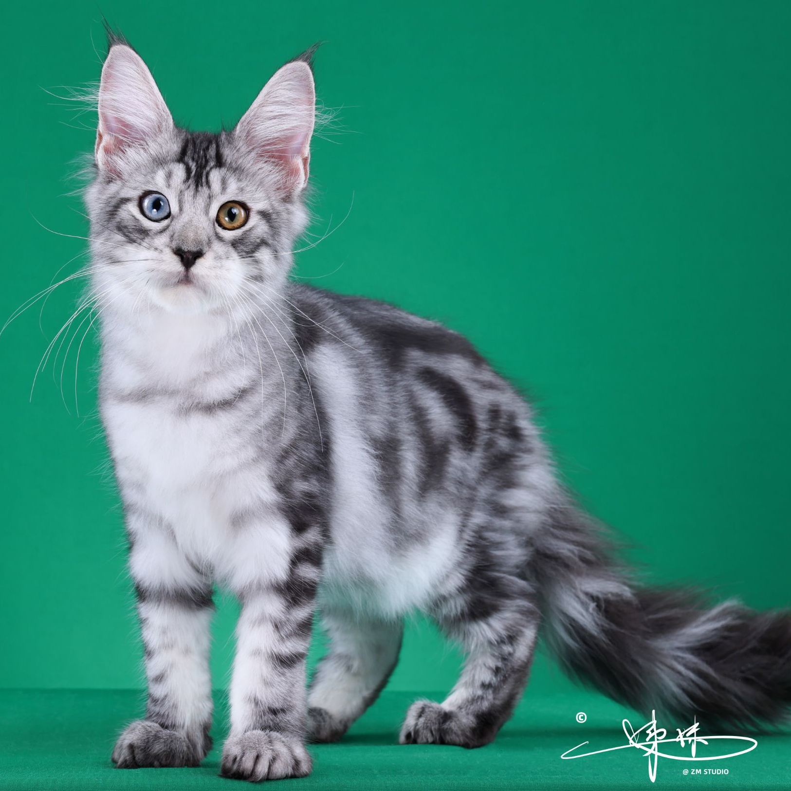 来了姊妹-银虎斑异瞳缅因猫 弟弟 20