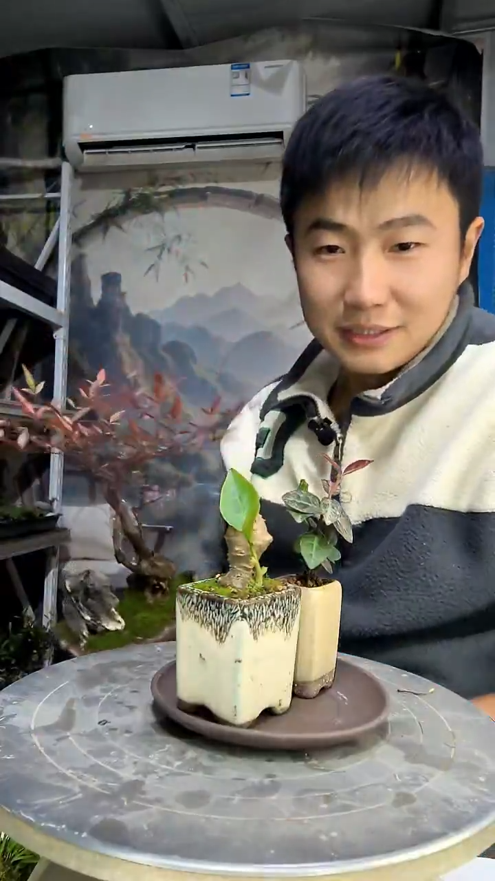 冰*刃中青园艺一物一拍花31