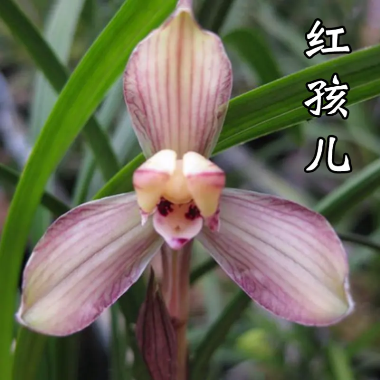 春兰 【红孩儿】花期12-3月份 浓香型