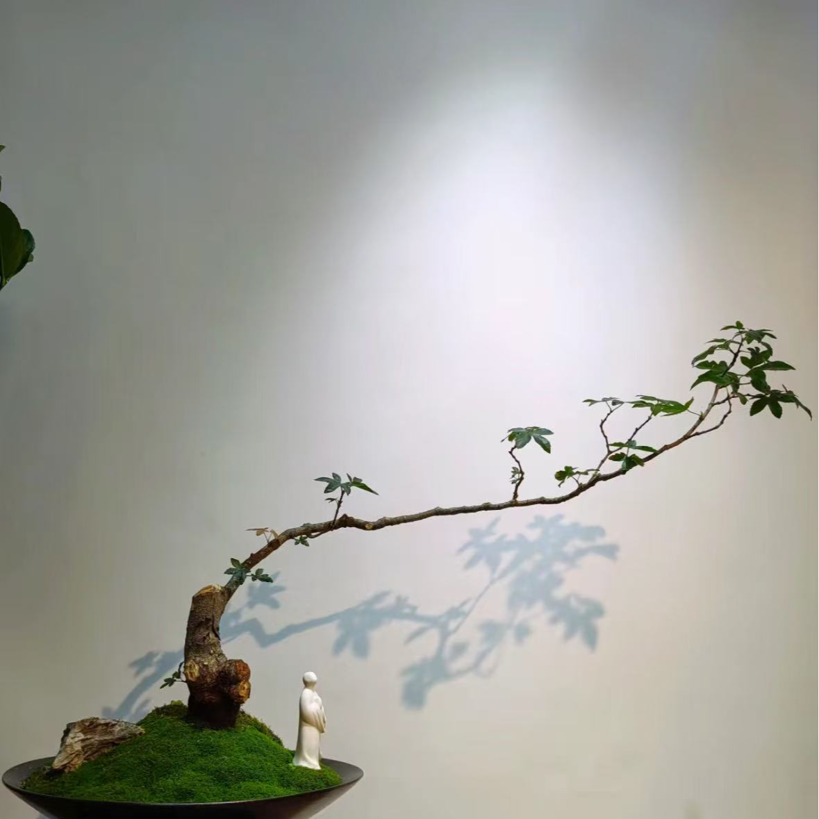 风化木茶室造景——邂逅自然盆景室内黄栌树