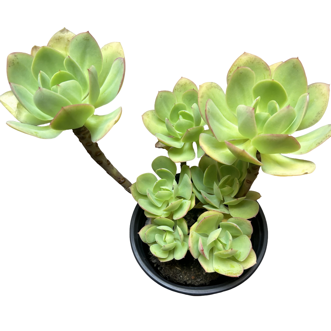 尖叶碧桃）整装老桩飘枝盆栽盆景多肉