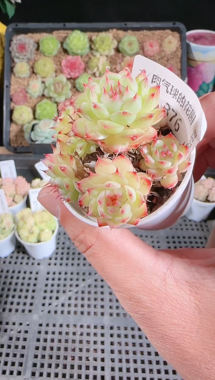 多肉1128-376群生不包整