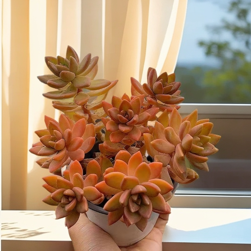 果冻布丁  带盆发 多肉【满15包邮】 以直播间为准  