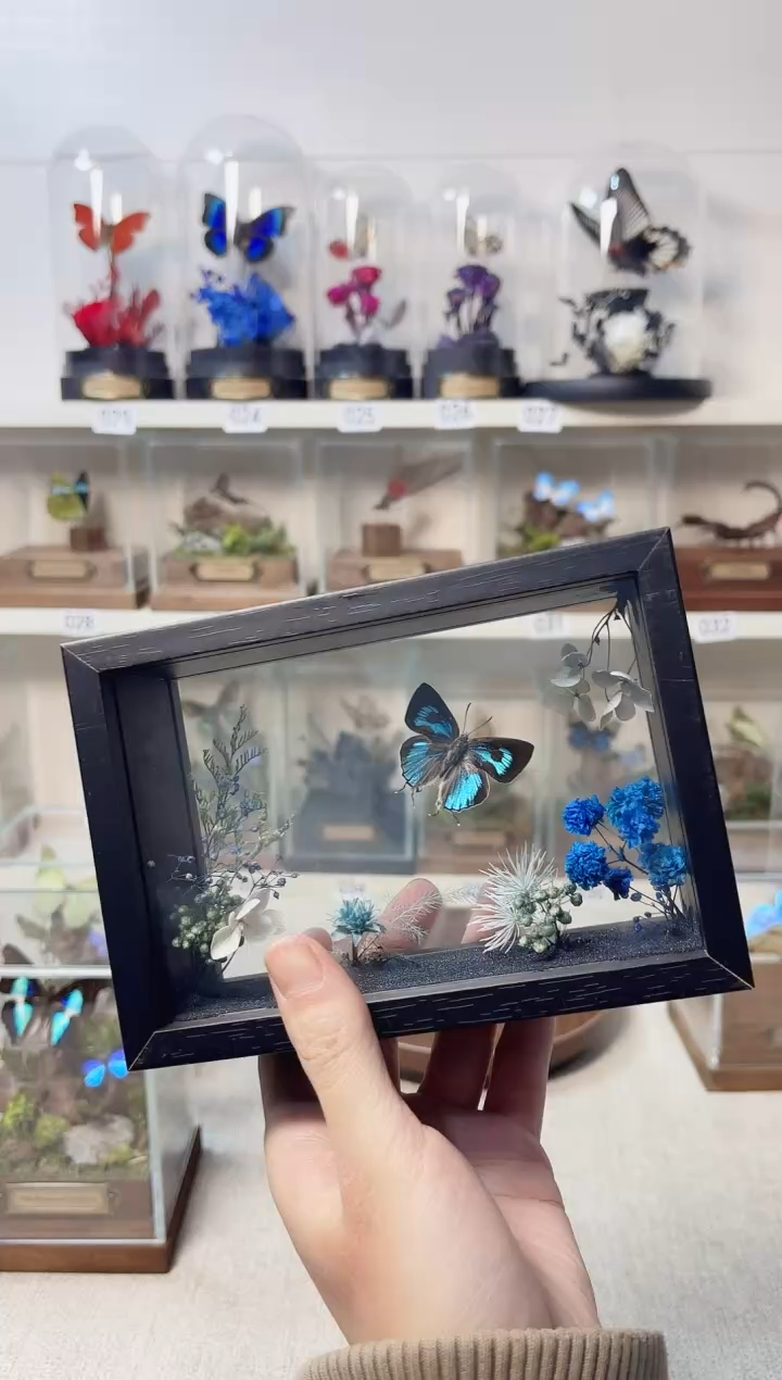 玻璃真实自然标本造景款64