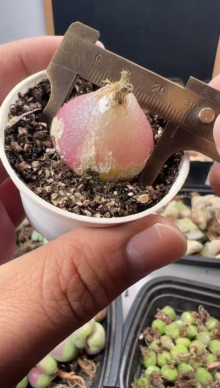  一物一拍         200