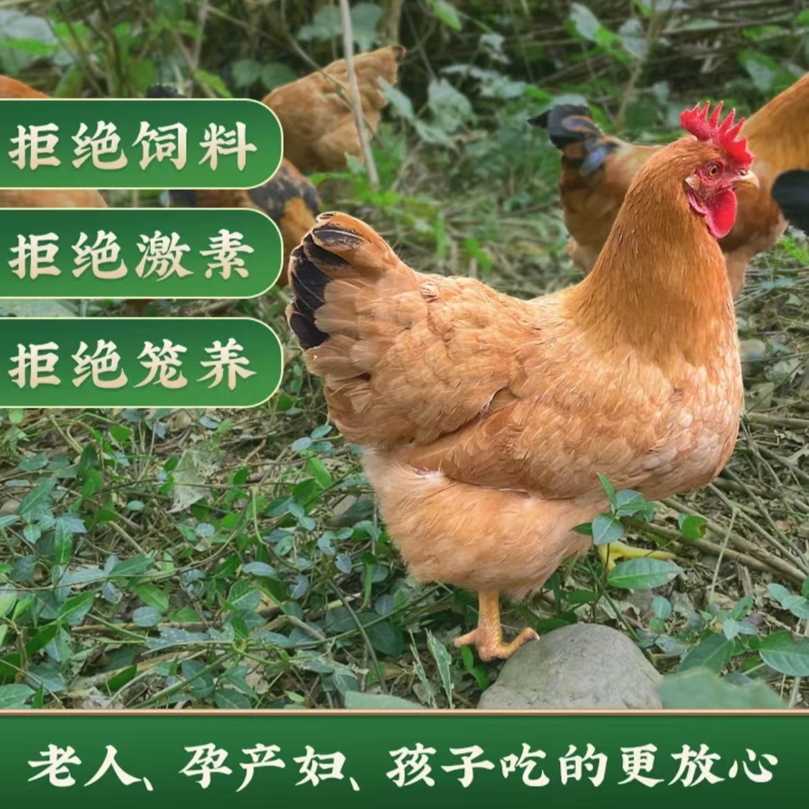 八卦洲散养老母鸡1-2年单只3斤起农家土鸡走地鸡（带内脏发出）顺丰包邮送货到家