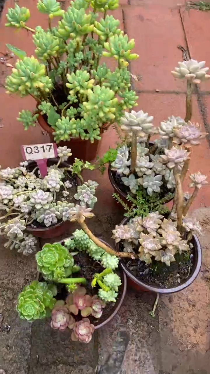 Q317多肉组合默认脱土发货