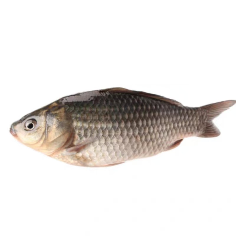 银鲫鱼 约800-1000g/份