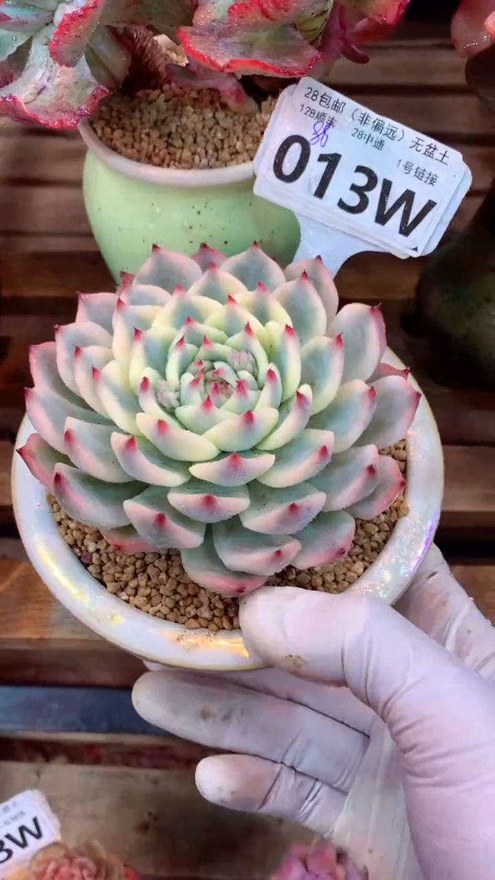 013W（一物一拍，精品多肉，w所见即所得 ）