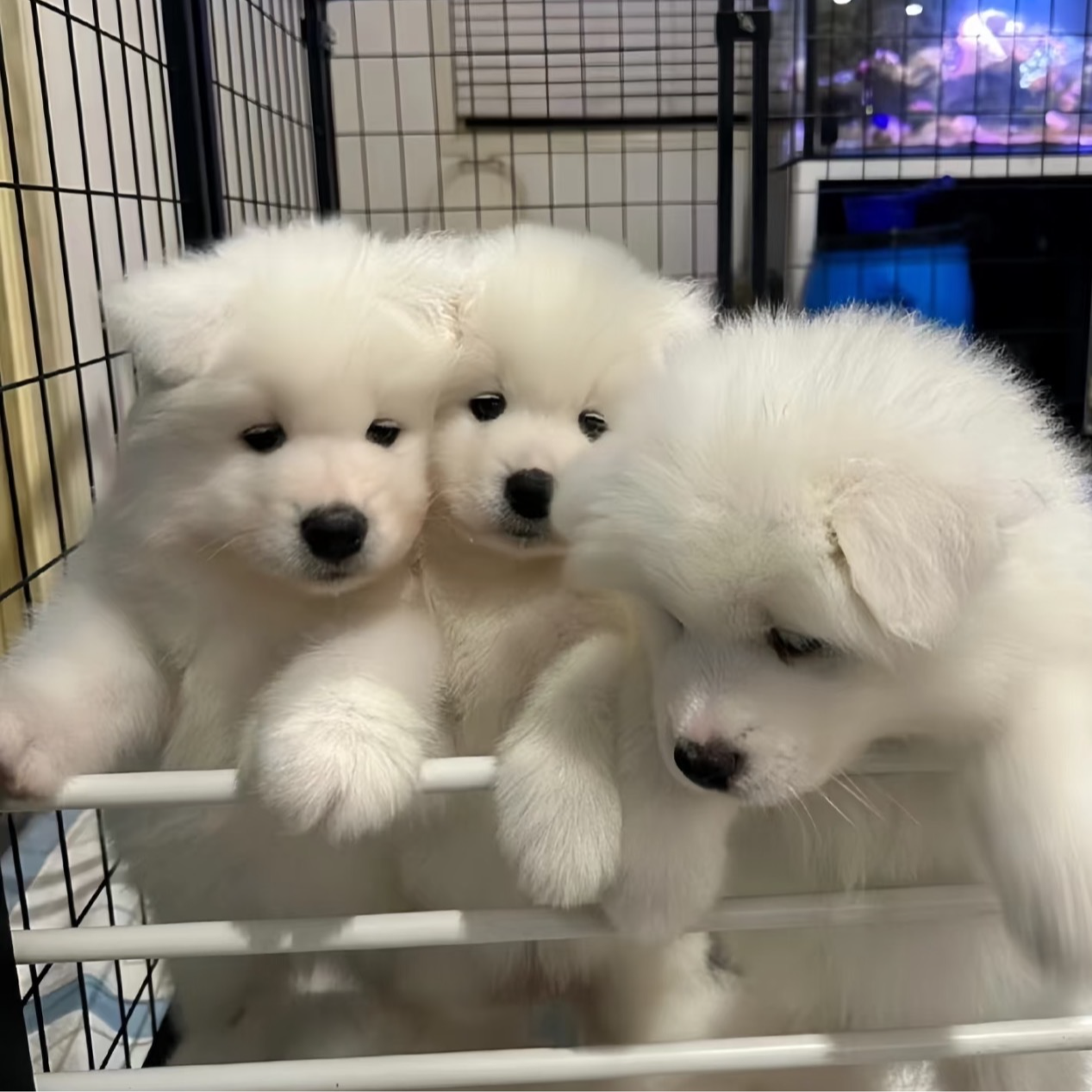 【畅尔家】熊版萨摩耶纯种活体福利自选