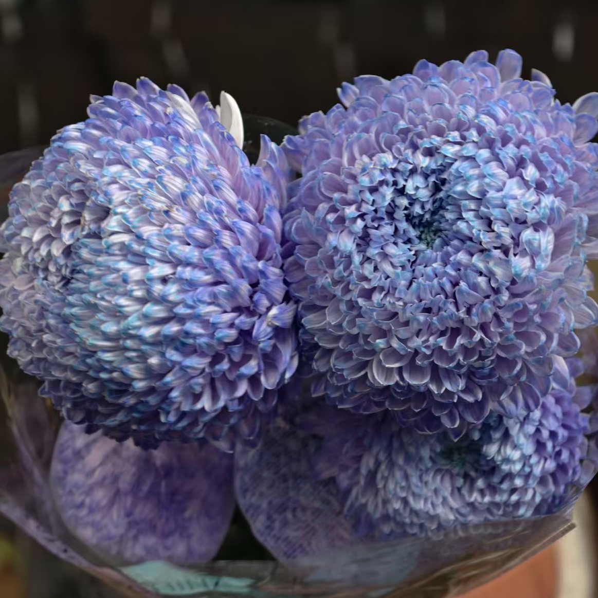 A级稀有大花梦幻紫牡丹菊5支 