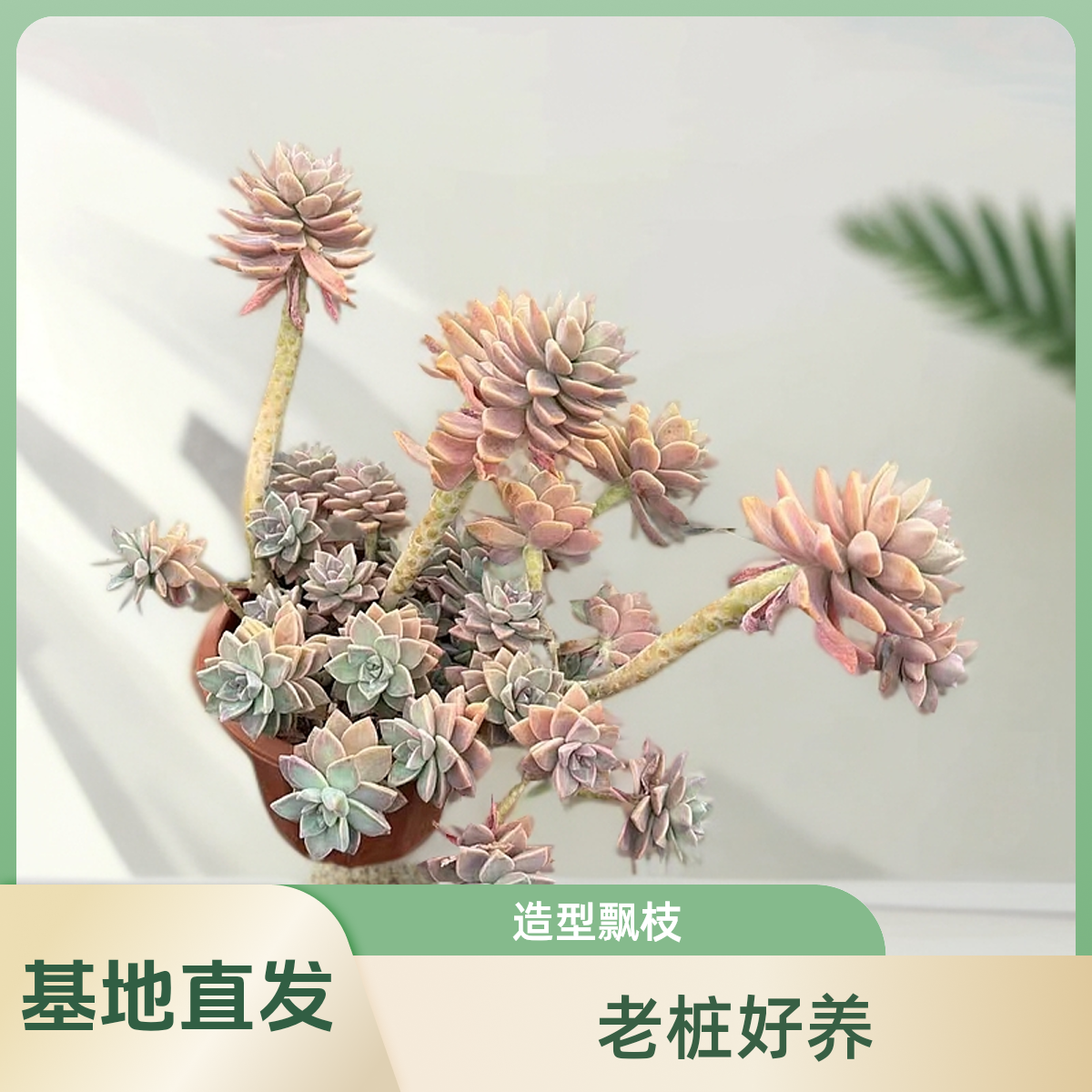 唯美 马卡龙淡雪【脱土裸根发货】 多肉植物 绿植盆栽好养室内阳台