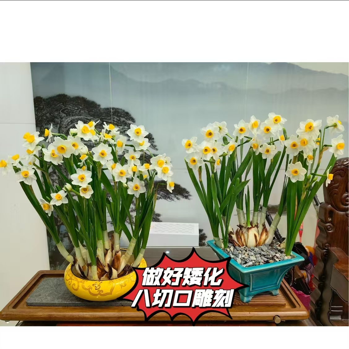 【八切口雕刻】矮化好漳州水仙花种球花王带芽带根水培室内水培植物