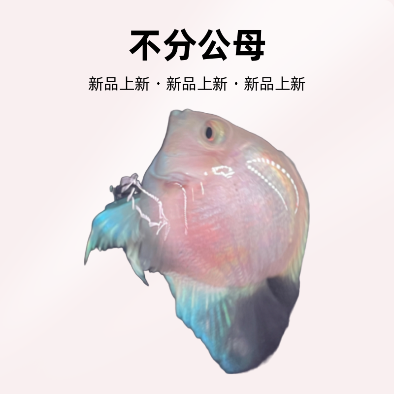 白金迷你鹦鹉（缩尾球）