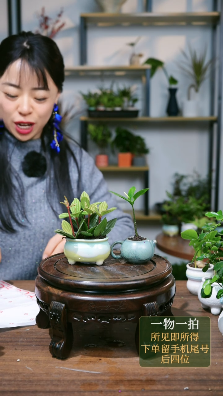 【闪购商品】176--9609黄豆瓣绿竹柏茶壶