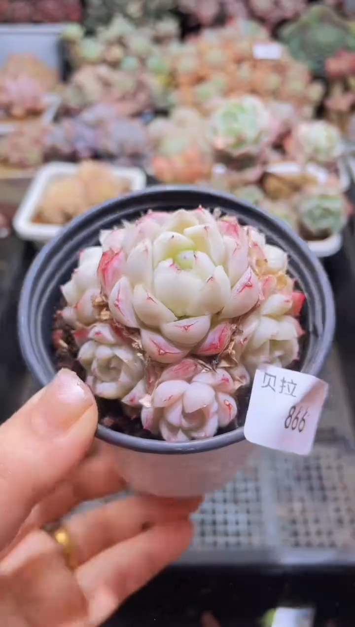 【闪购商品】866白雪公主