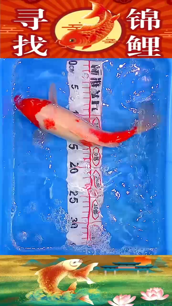 海水鱼精品冷水黄金鱼纯种观赏锦鲤鱼好养耐活17