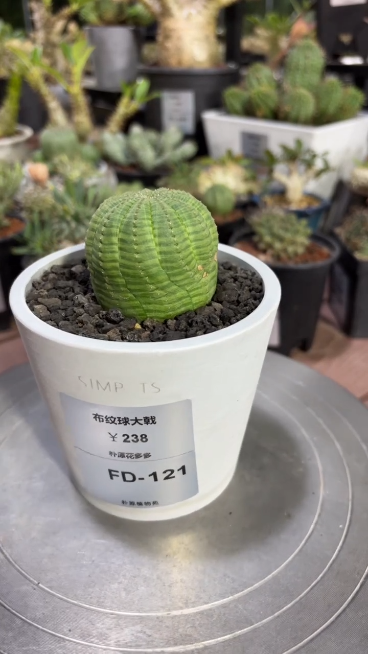 布纹球大戟FD-121