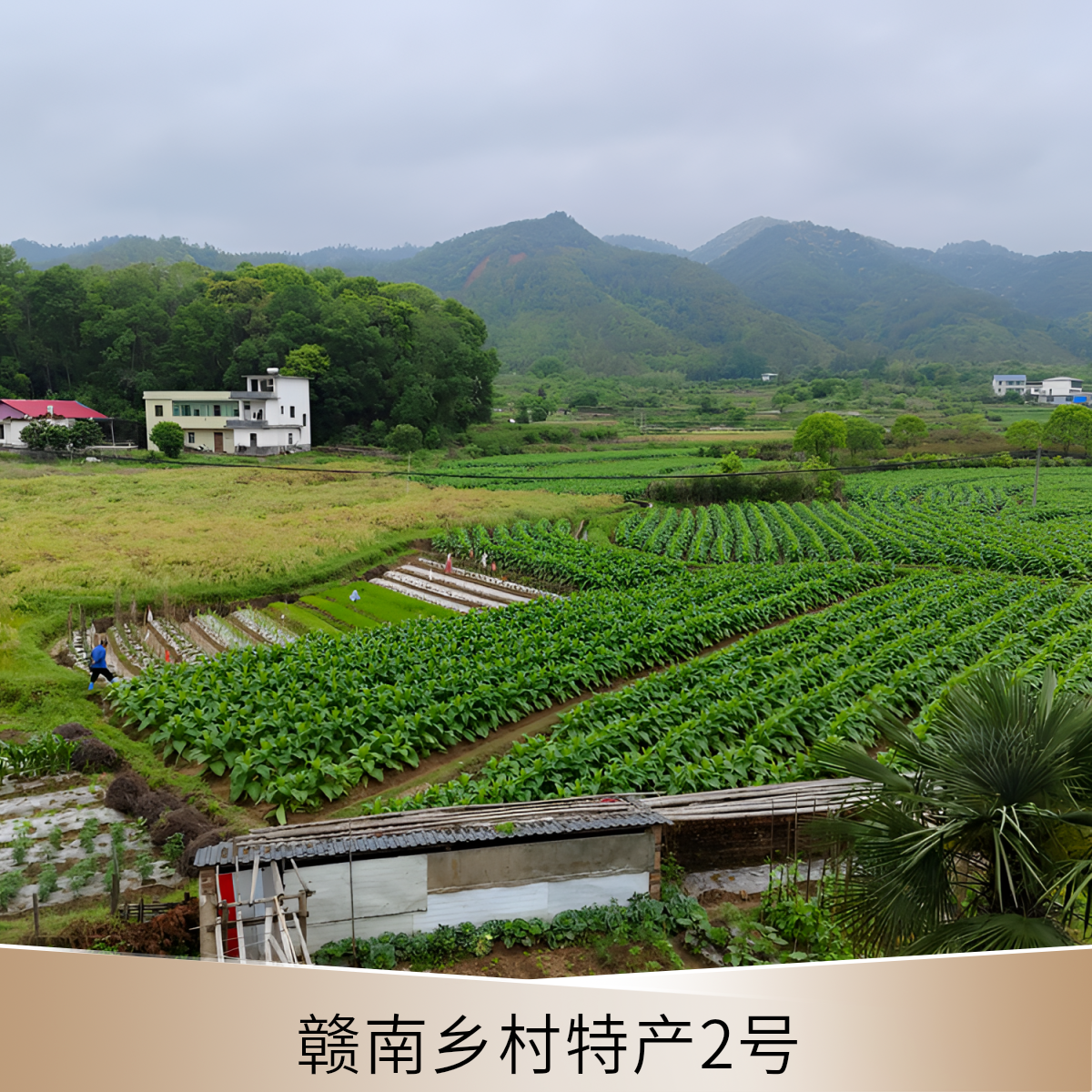江西赣南乡村山货各种土特产地道新鲜农家菜2号链接