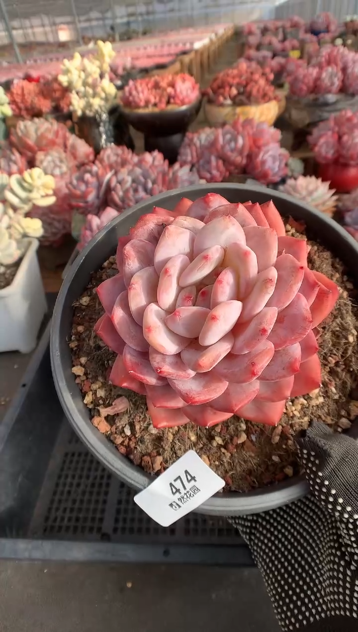 474韩橙多肉植物一物一拍