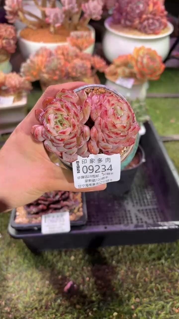 【闪购商品】09234脱土带盆