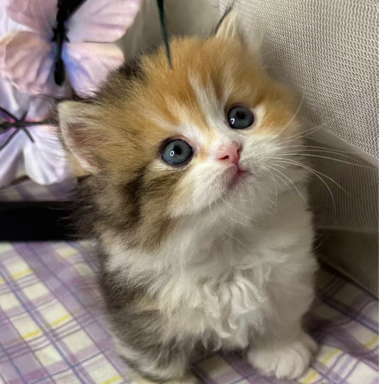 小可爱猫咪活体链接