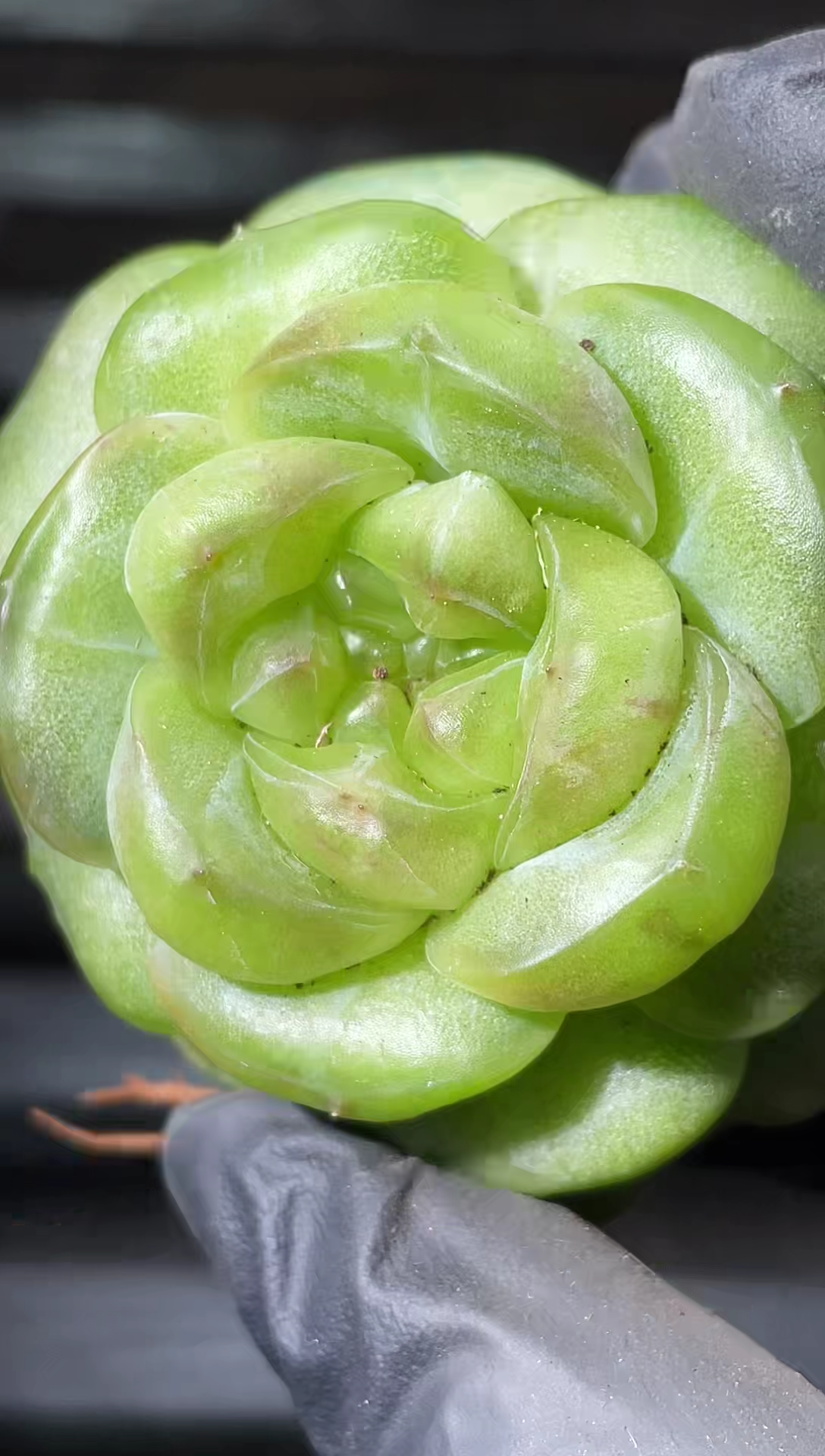 25-80超级翡冷翠4-5厘米量拍发一颗