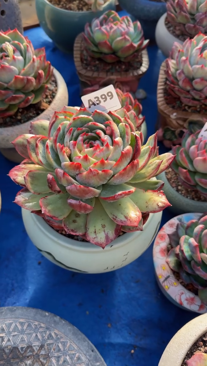 【闪购商品】A399惊鸿仙子（裸根发货）