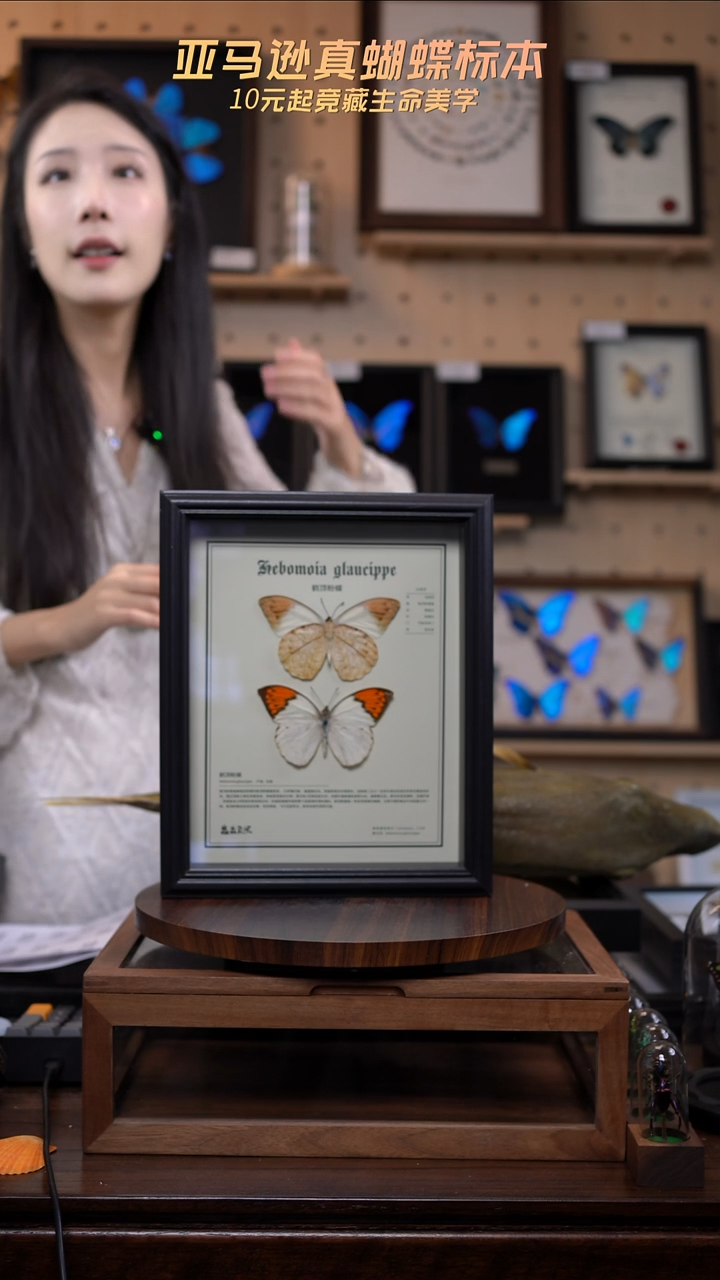 蝴蝶标本摆件一口价g234