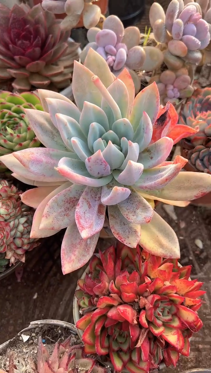 冰*多肉植物一物一拍28409