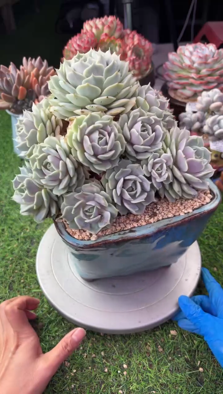 昆明印象多肉08058