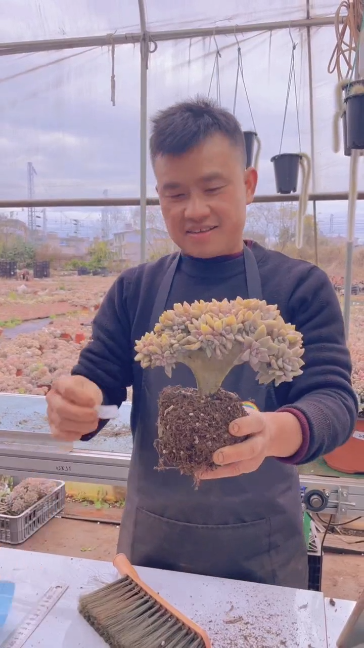 百**瑰290淡雪缀化一物一拍