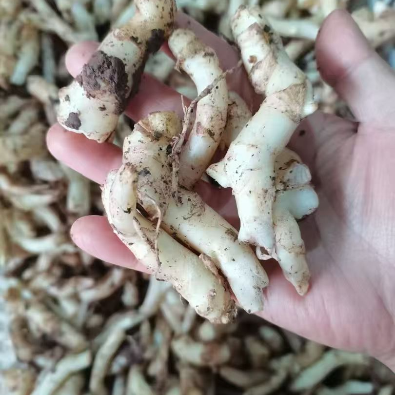 四川内江威远泡仔姜1斤5斤新鲜现挖商用碎姜断姜姜